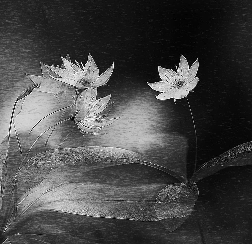 Elegant Botanical Glow by Ylva Sjögren — canvas wall art