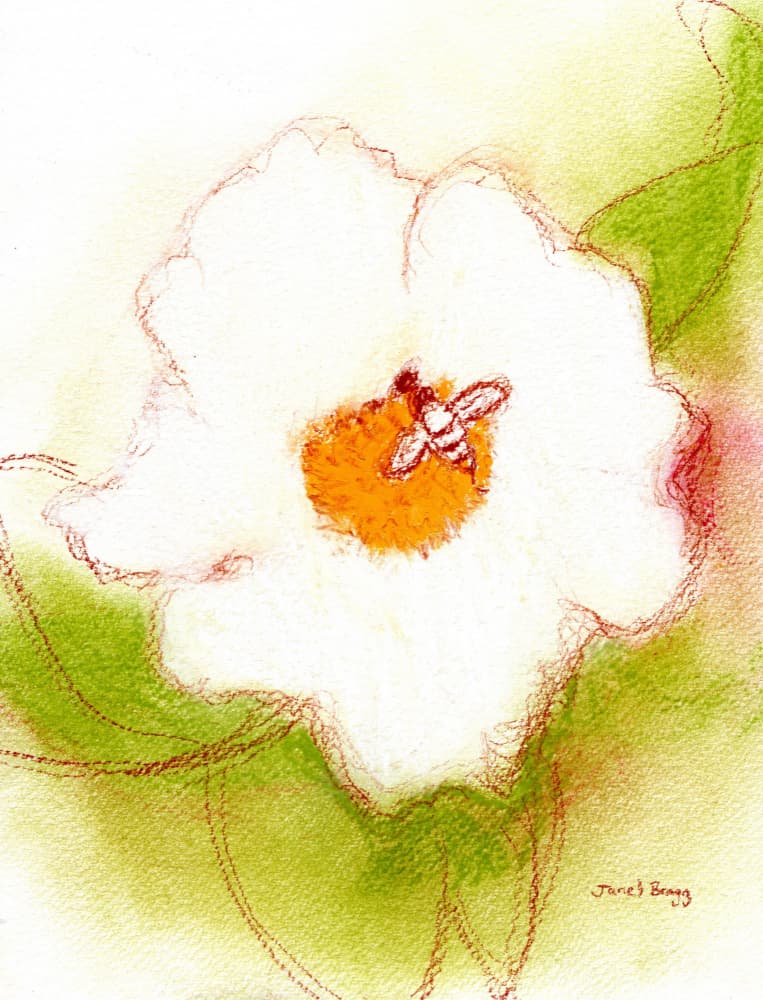 Bee On White Flower by Janel Bragg — canvas wall art