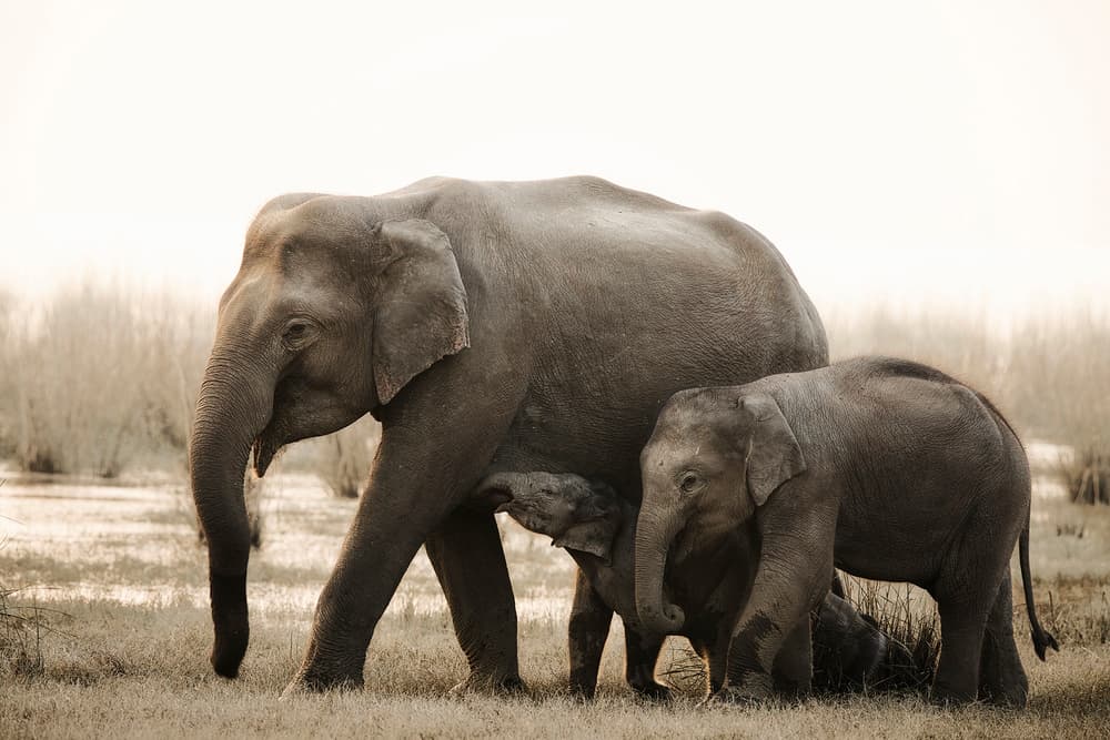 Wild Elephants Family Moment by swapnil deshpande — canvas wall art