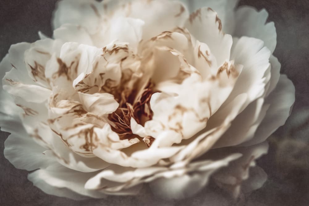 Petals of Serenity by Treechild — canvas wall art