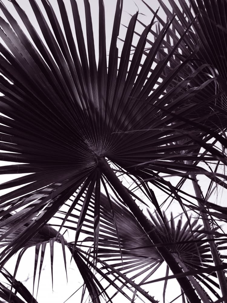 Palm Silhouette by Shot by Clint — canvas wall art