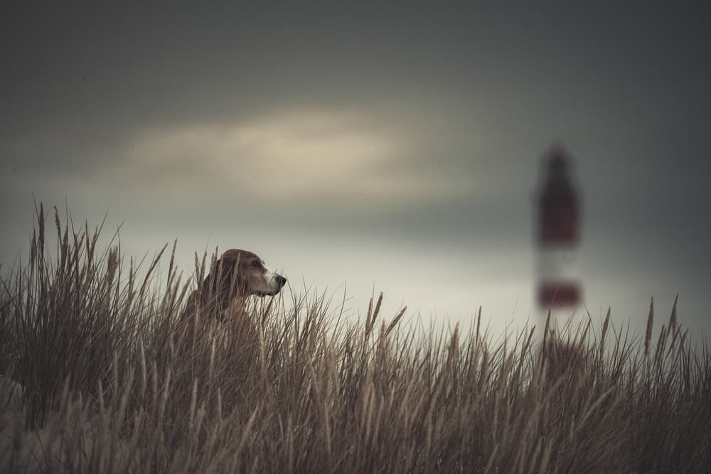 Watchful Beach Dog by Heike Willers — canvas wall art