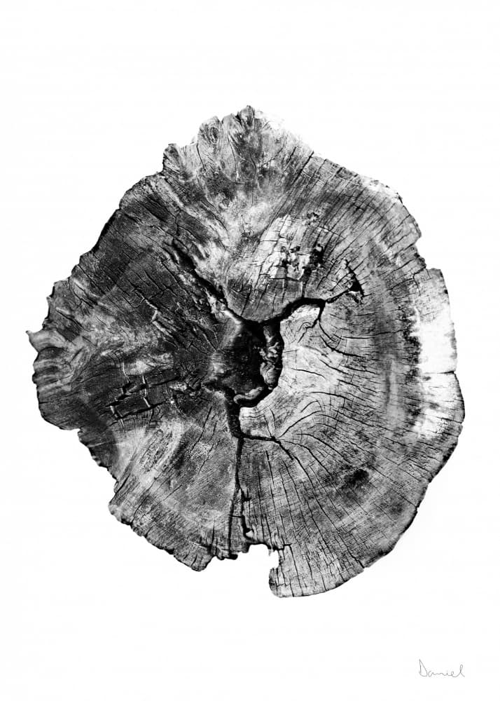 Oak Log by Dan Hobday — canvas wall art