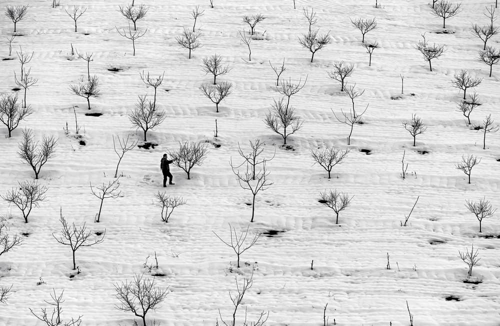 Man In Winter Orchard by durmusceylan — canvas wall art