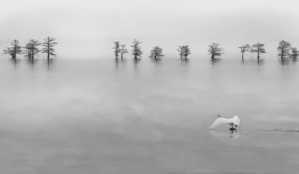 Serene Swan Flight by Liyun Yu — canvas wall art