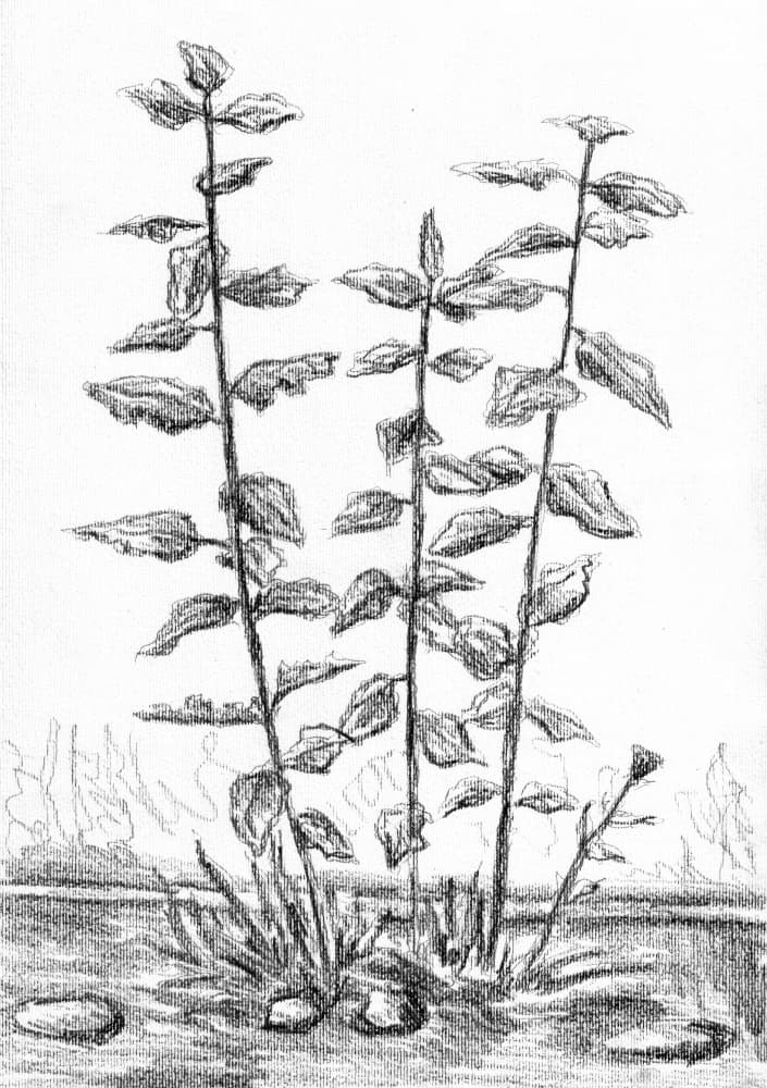 Botanical Stems Drawing by Kulik — canvas wall art