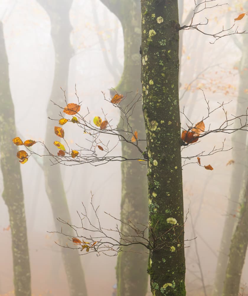 Misty Autumn Trees by Gianpaolo Meriana — canvas wall art