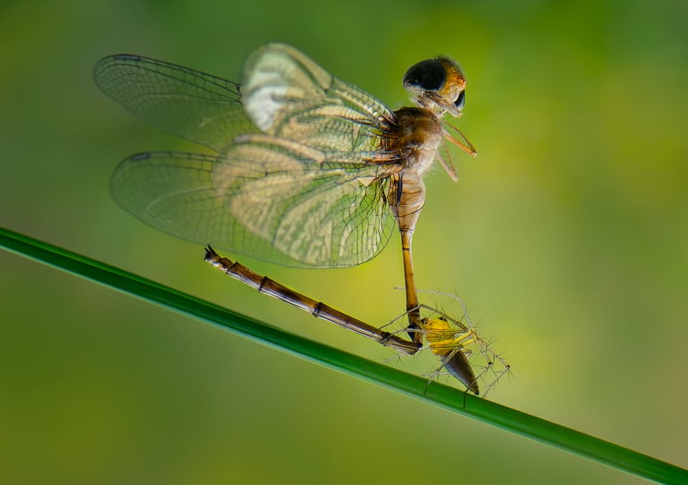 Spider Catches Dragonfly by Rooswandy Juniawan — canvas wall art