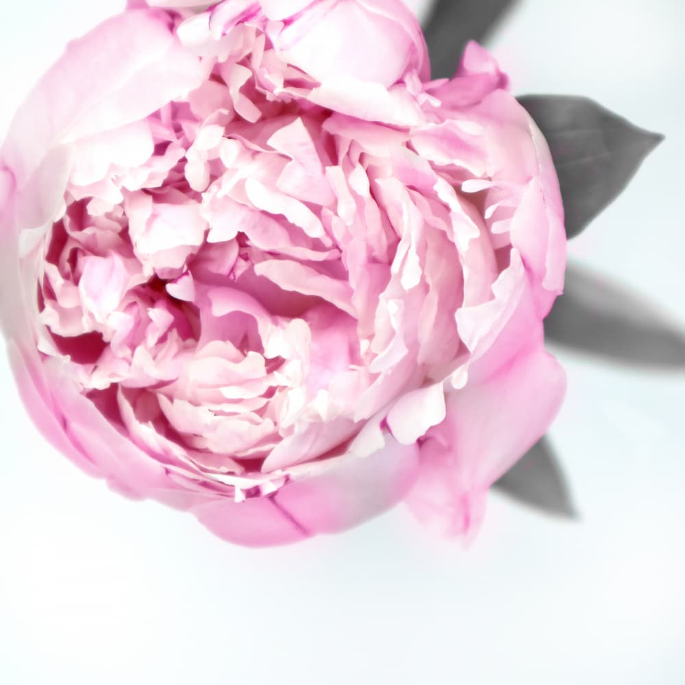 Soft Pink Peony Bloom by Rosana Laiz Blursbyai — canvas wall art