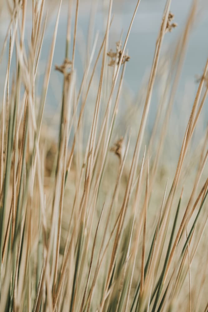 Serene Golden Grass by Claudia Casal — canvas wall art