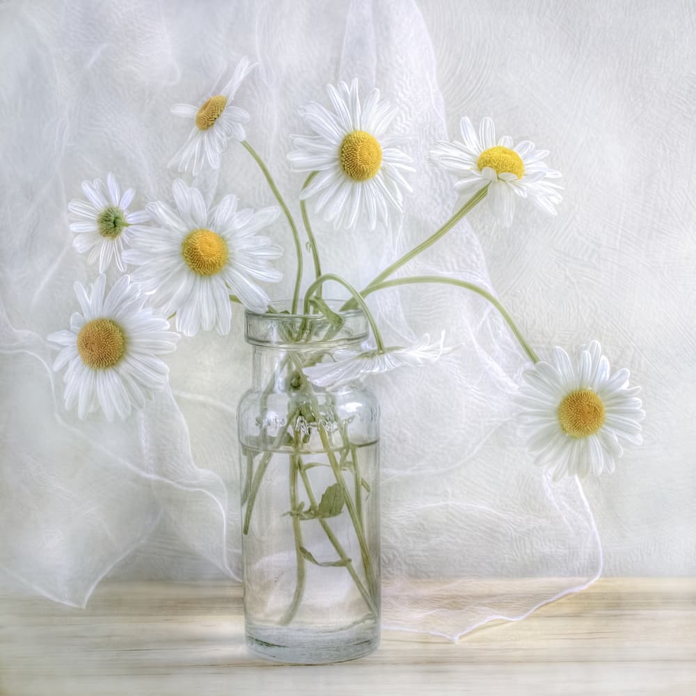 Daisies by Mandy Disher — canvas wall art