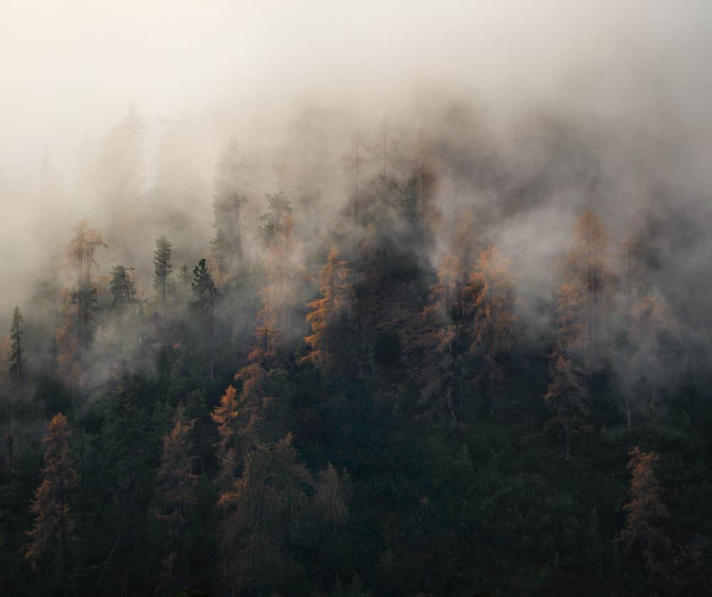 Misty Autumn Forest by Ralph McConaghy — canvas wall art