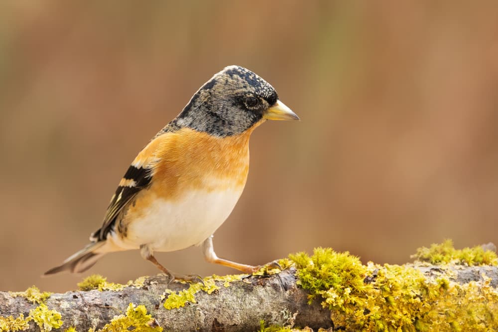 Brambling On Mossy Branch by Annie Keizer — canvas wall art