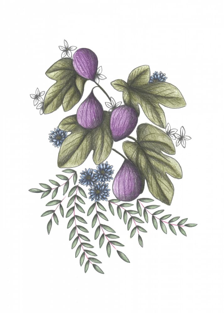 Purple Figs Botanical Branch by Cecilia Battaini — canvas wall art