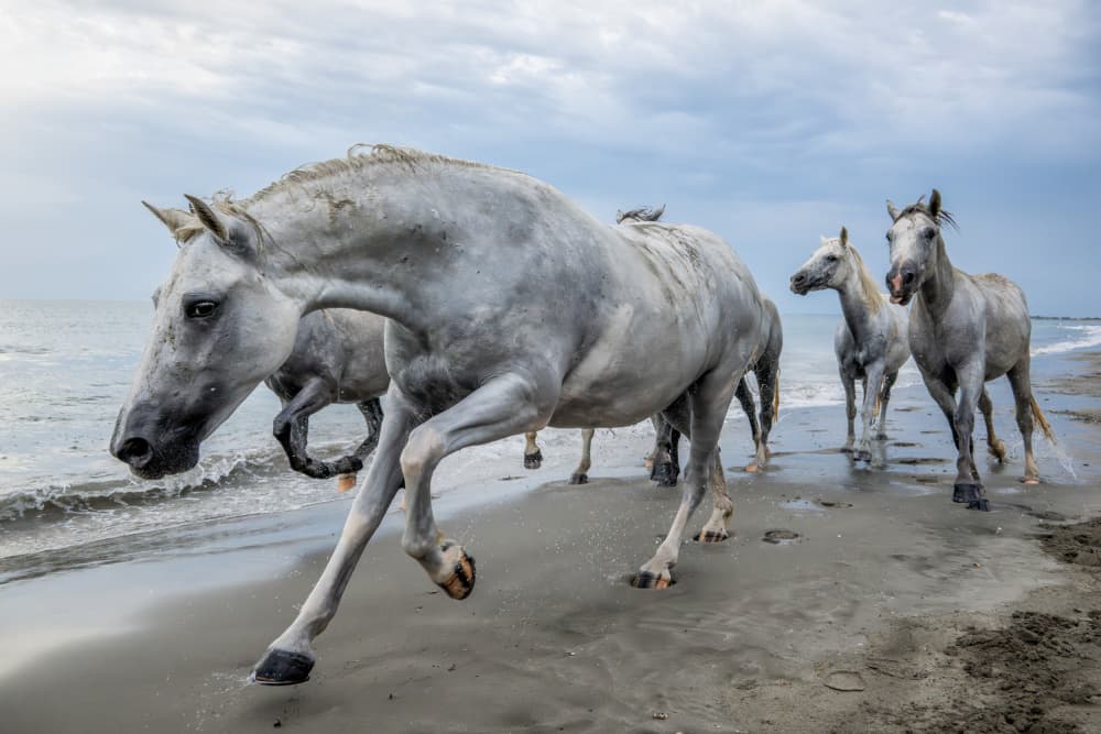 Wild Horses Beach Run by Joško Šimic — canvas wall art