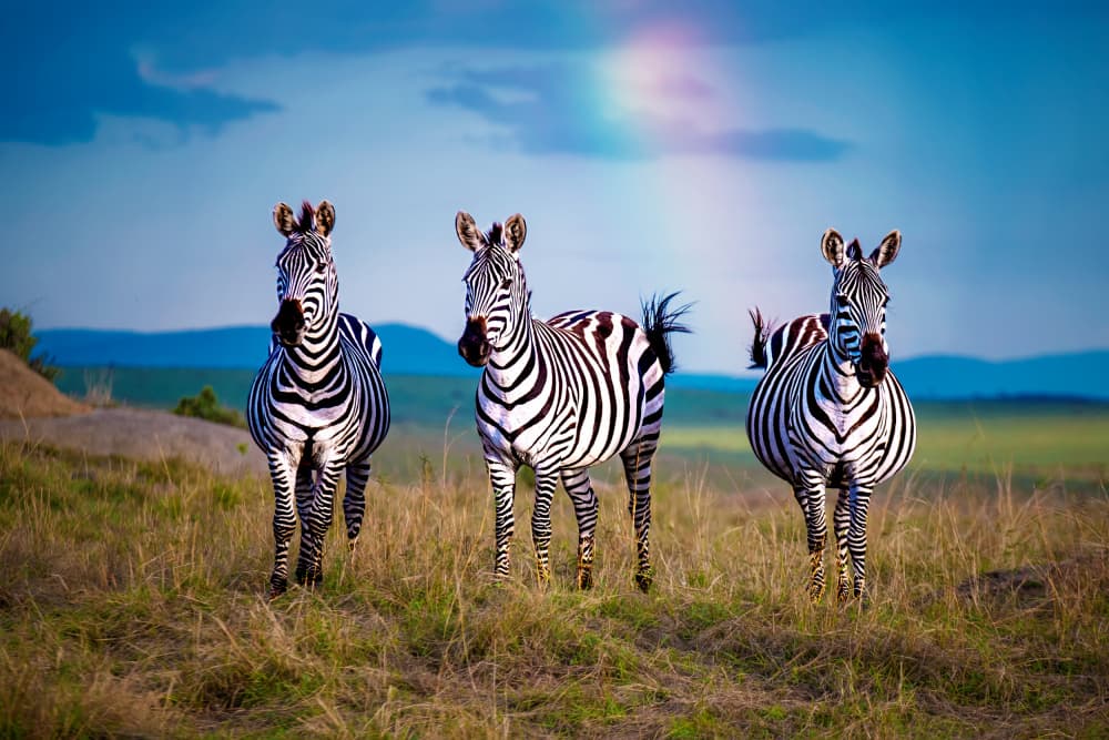 Wild Zebras With Rainbow by Dr.Hitesh Patel — canvas wall art