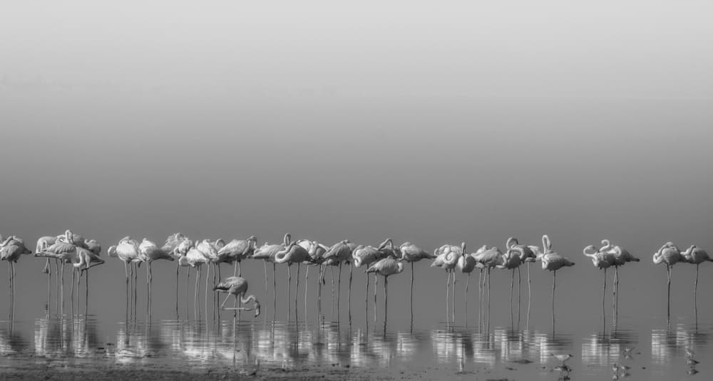 Quiet Flamingo Reflections by Ahmed Thabet — canvas wall art