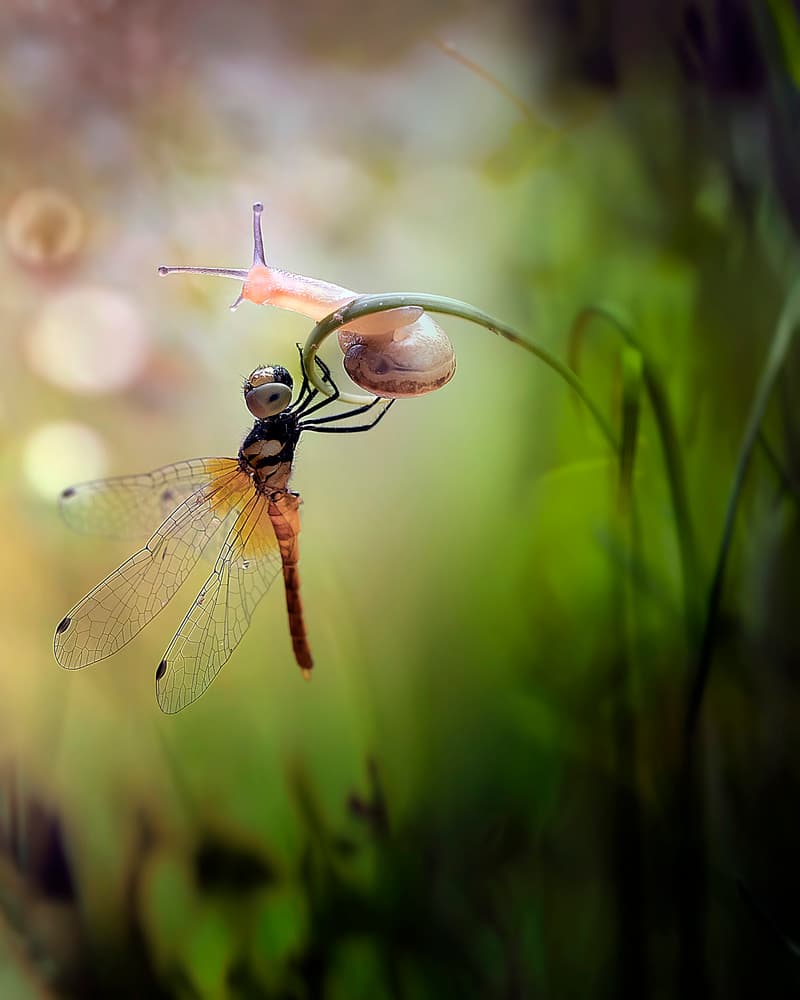 Delicate Nature Companions by Fauzan Maududdin — canvas wall art