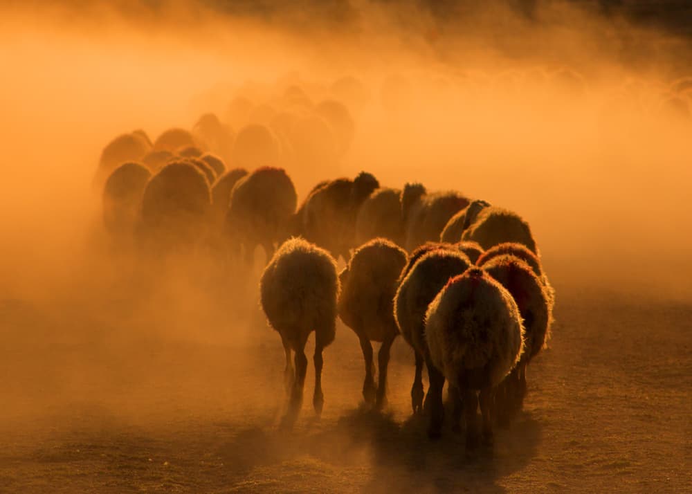 Golden Dust Sheep by Feyzullah Tunç — canvas wall art