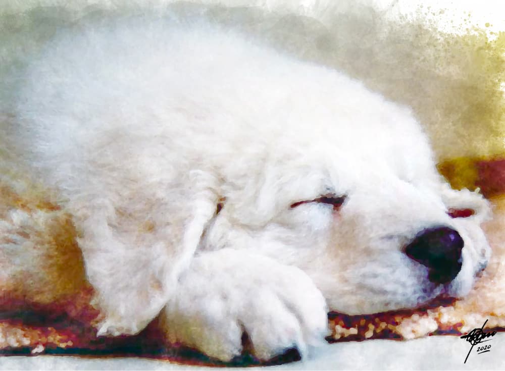 Sweet Sleeping Puppy by Osvaldo Russo — canvas wall art