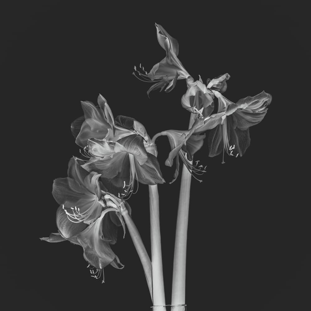 Ethereal Amaryllis Blooms by Fred Louwen — canvas wall art