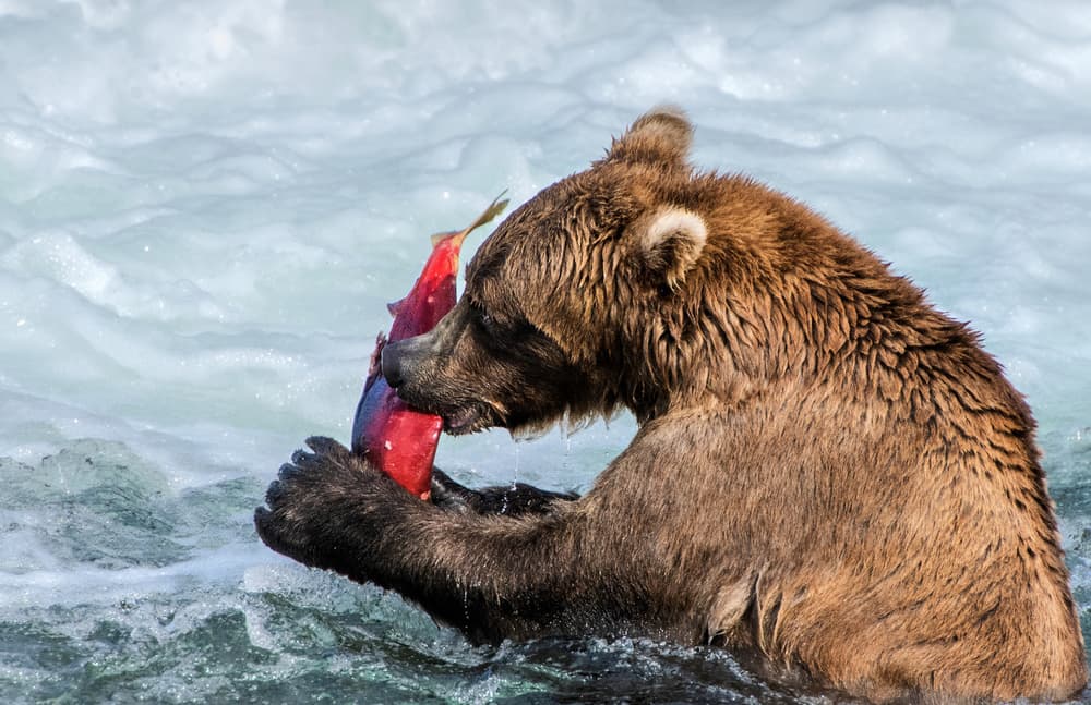 Grizzly Bear Salmon Catch by Jie Fischer — canvas wall art