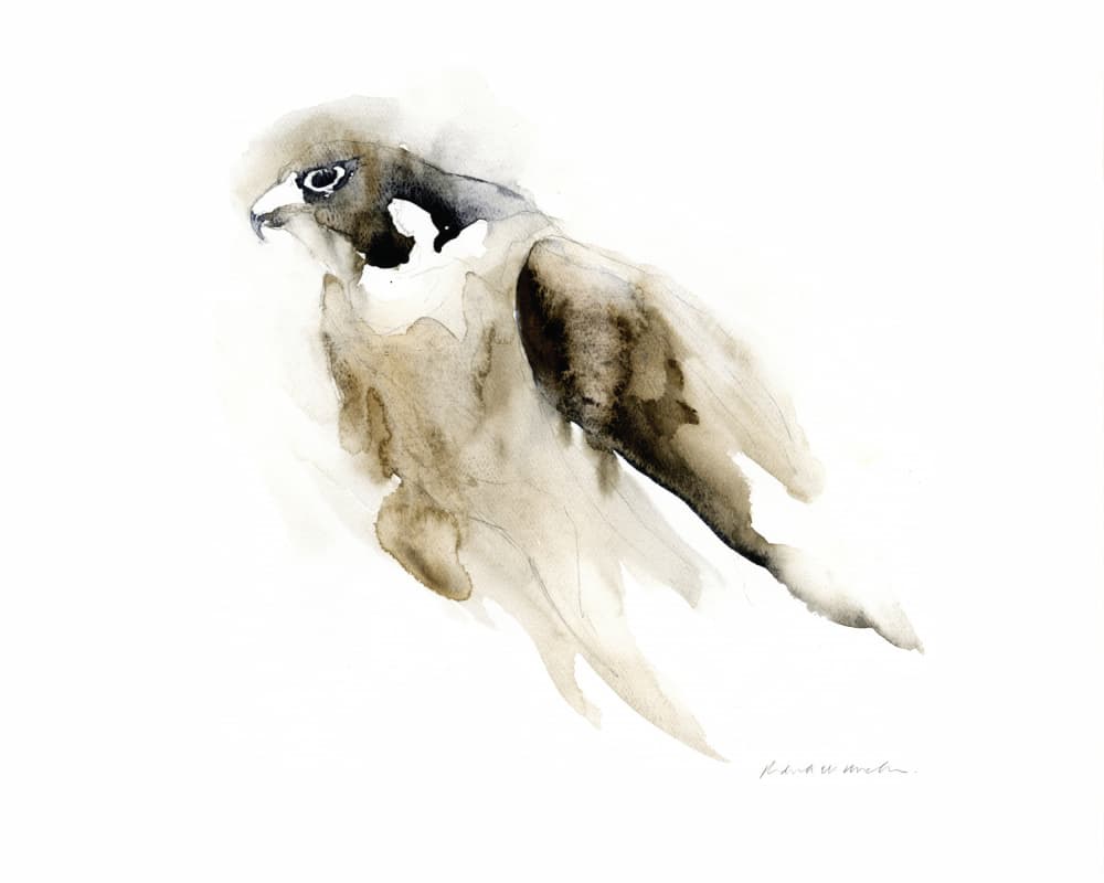 Graceful Watercolor Falcon by RodMacIver — canvas wall art