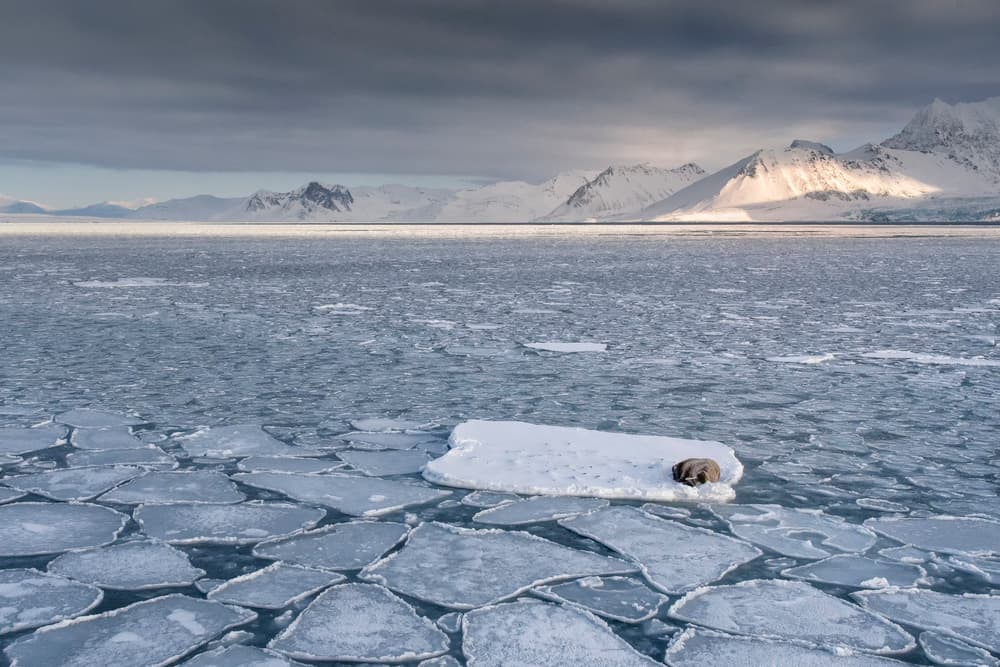 Arctic Seal Slumber by Susanne Landolt — canvas wall art