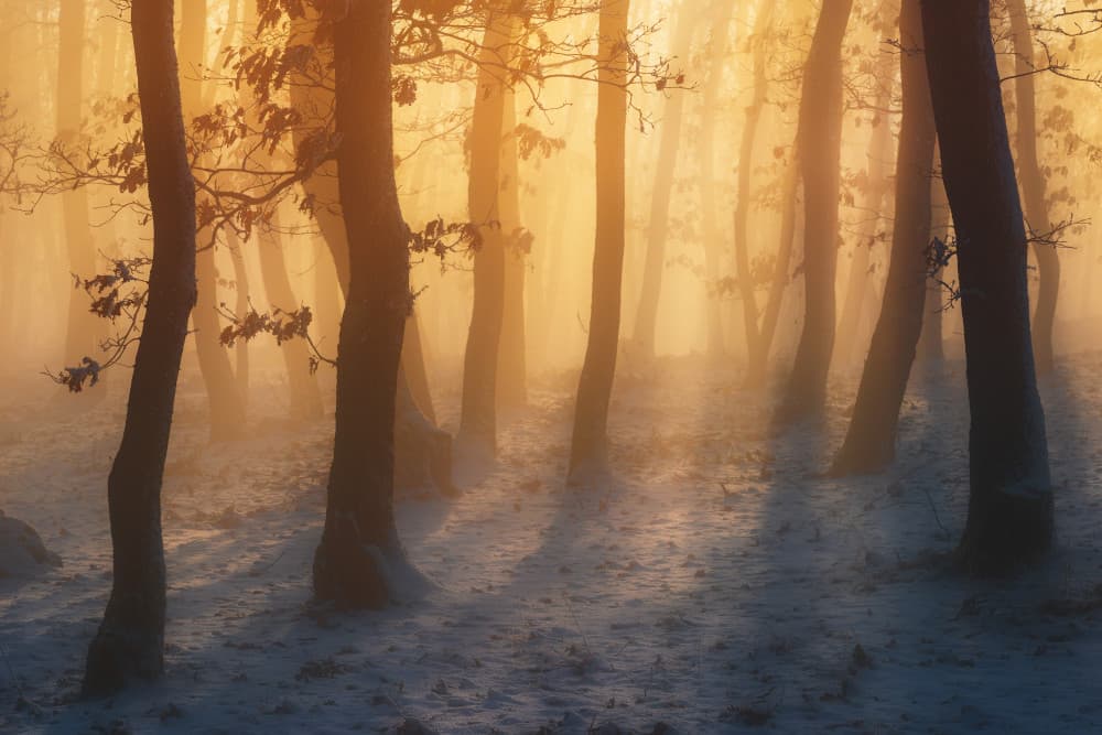 Golden Winter Forest by Szabo Zsolt Andras — canvas wall art