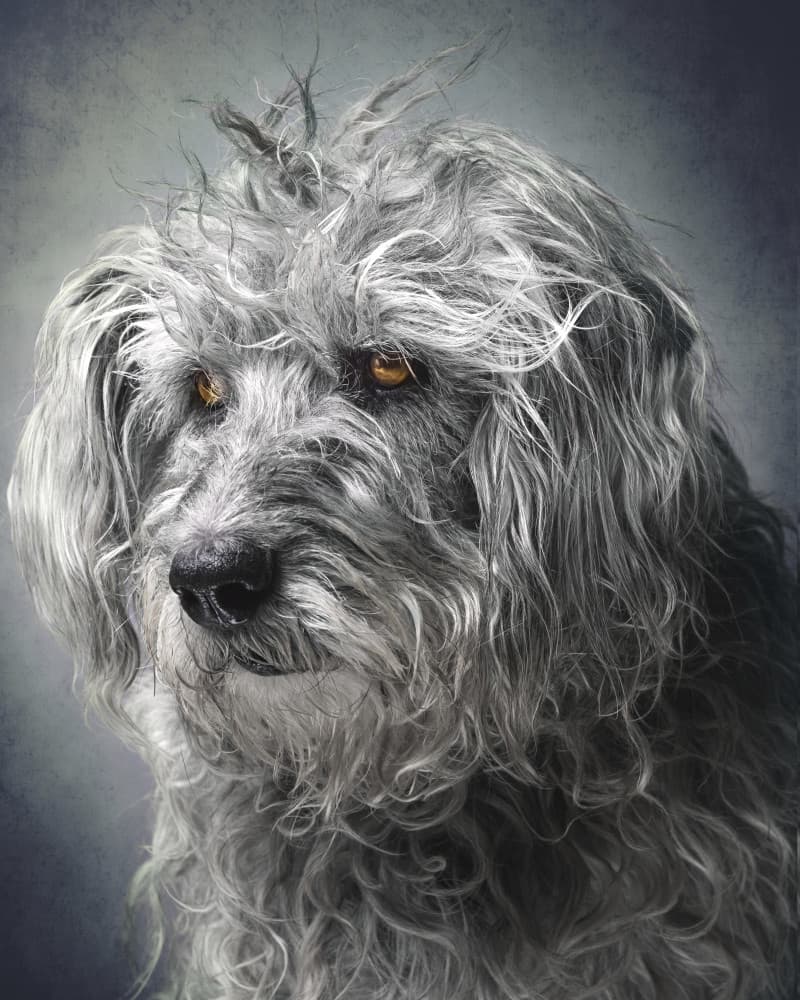 Soulful Shaggy Dog by Hans Repelnig — canvas wall art