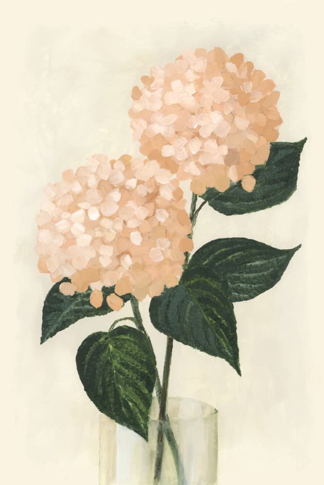 Soft Peach Hydrangeas by Rosana Laiz Blursbyai — canvas wall art