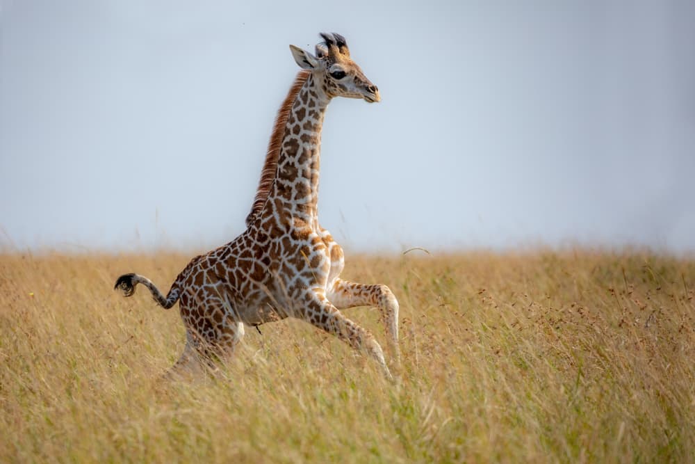Playful Giraffe Calf by Alessandro Catta — canvas wall art