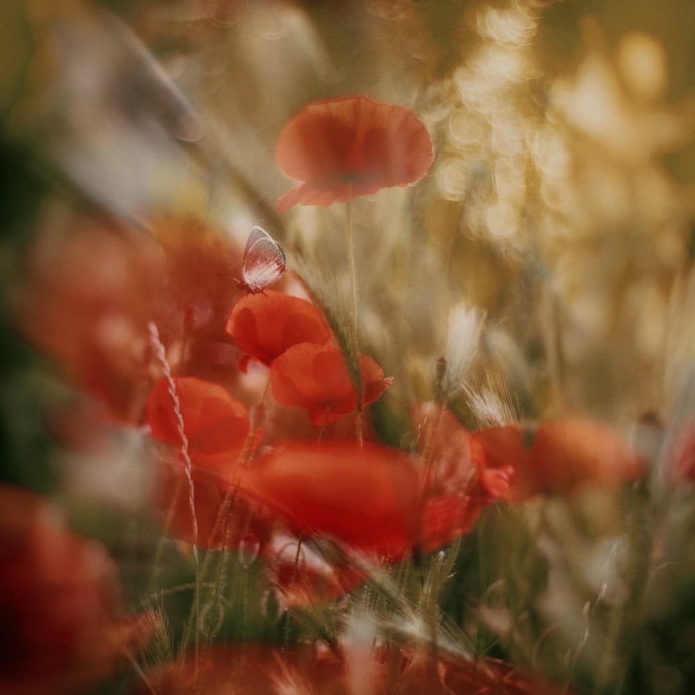 Butterfly on Red Poppies by Ewa Całkosińska-Kajzer — canvas wall art