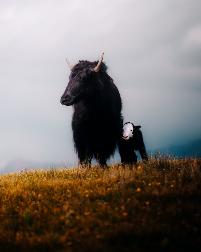 Yak Mother and Baby by Witold Ziomek — canvas wall art