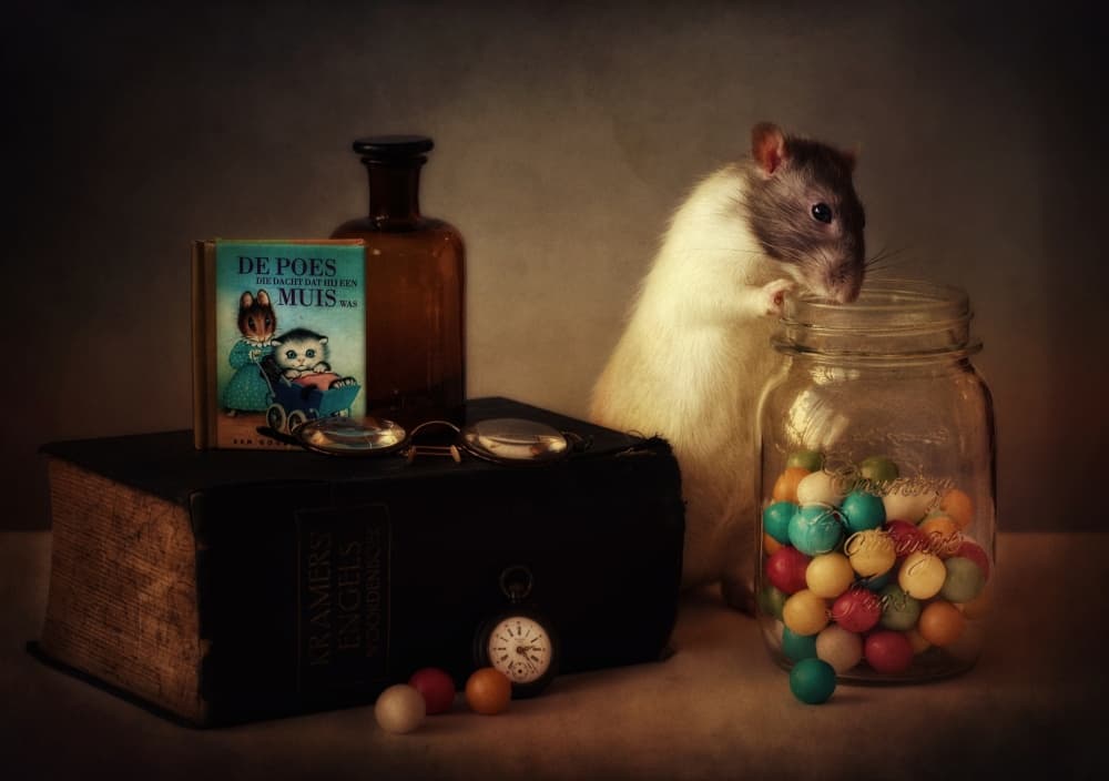 Curious Rat Still Life by Ellen van Deelen — canvas wall art