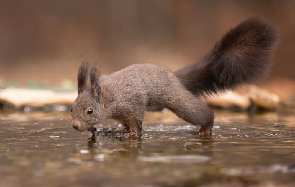 Red Squirrel Sips by Dorian Gray — canvas wall art