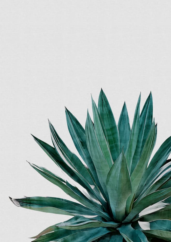 Vibrant Agave Succulent by Orara Studio — canvas wall art