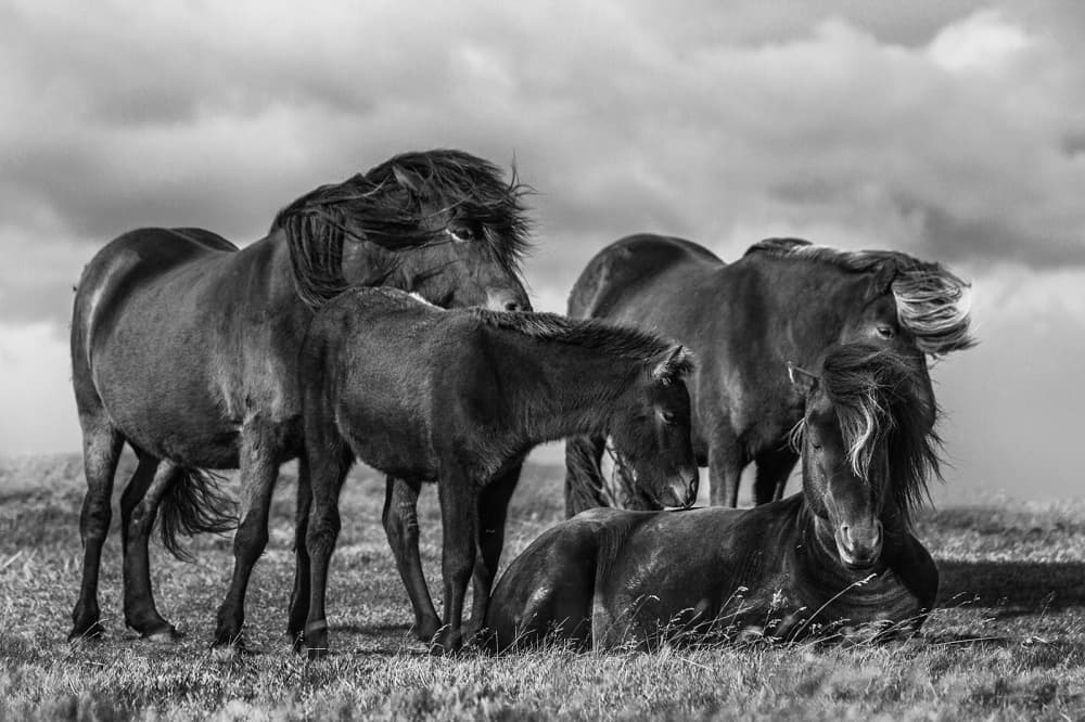 Majestic Wild Horses by Bragi Ingibergsson - BRIN — canvas wall art