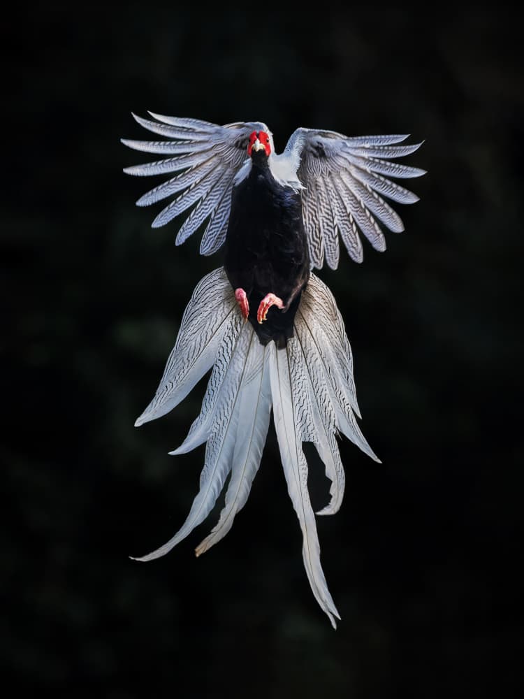 Silver Pheasant In Flight by Taksing (吉星高照) — canvas wall art