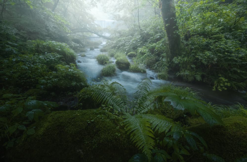 Misty Forest Stream by Daiki Kuroda — canvas wall art