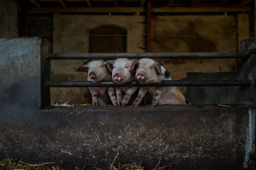 Three Curious Piglets by Gert van den Bosch — canvas wall art