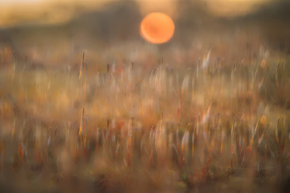 Golden Field Sunrise by Ina Bouhuijzen — canvas wall art