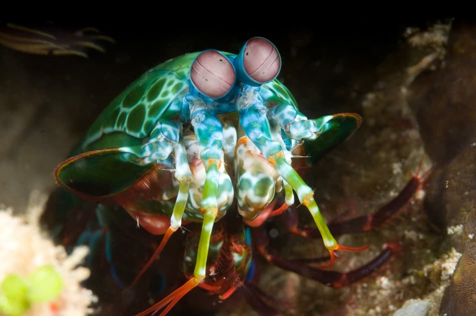 Striking Mantis Shrimp Close Up by Alexander Safonov — canvas wall art