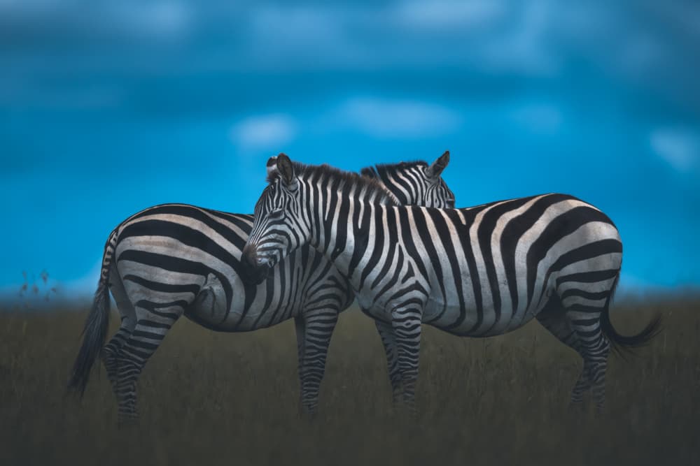 Wild Zebras Blue Sky by Ahmed Sobhi — canvas wall art