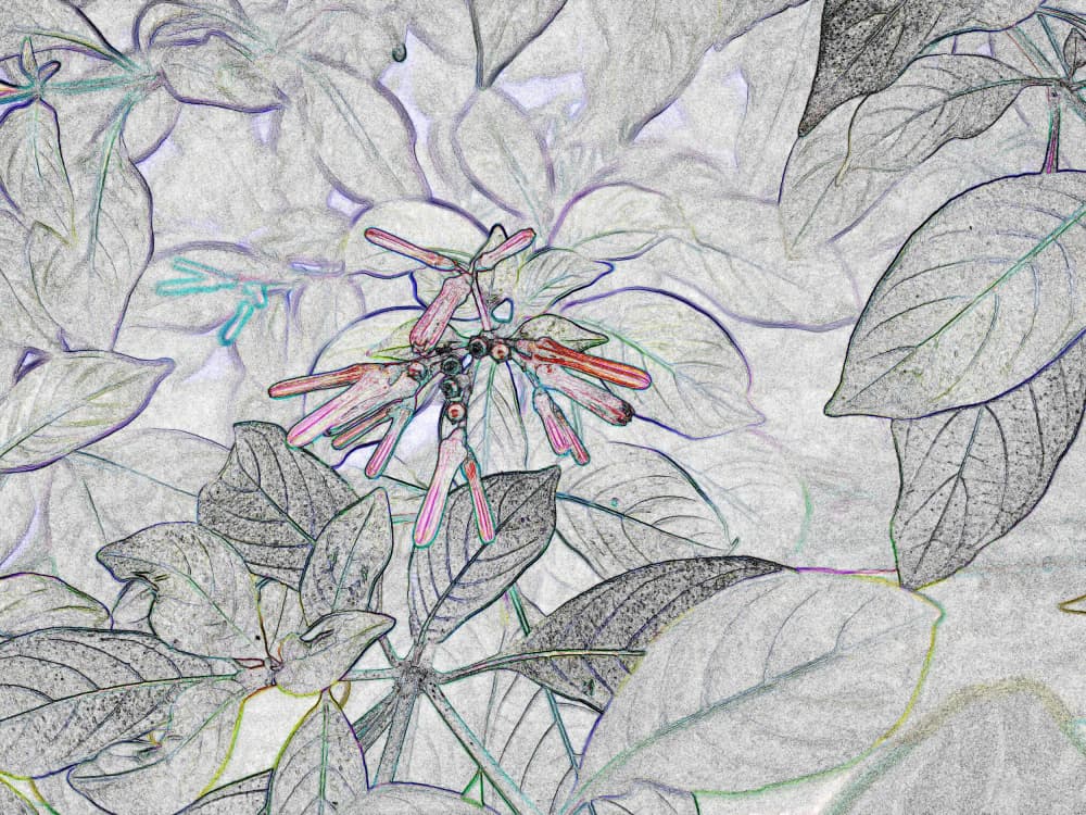 Delicate Botanical Outline by Santhosh ch — canvas wall art