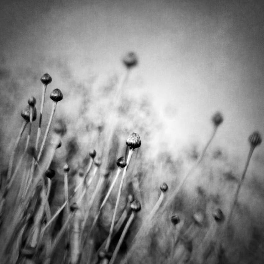 Delicate Garden Buds by Vangelis Bagiatis — canvas wall art