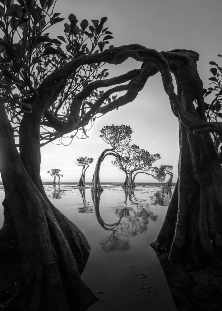 Serene Mangrove Reflections by Irene Wu — canvas wall art