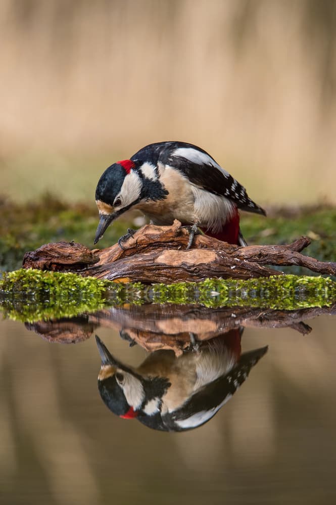 Woodpecker Reflection by Petr Simon — canvas wall art