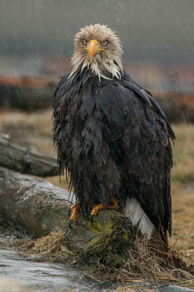 Majestic Eagle in Rain by Nick Kalathas — canvas wall art