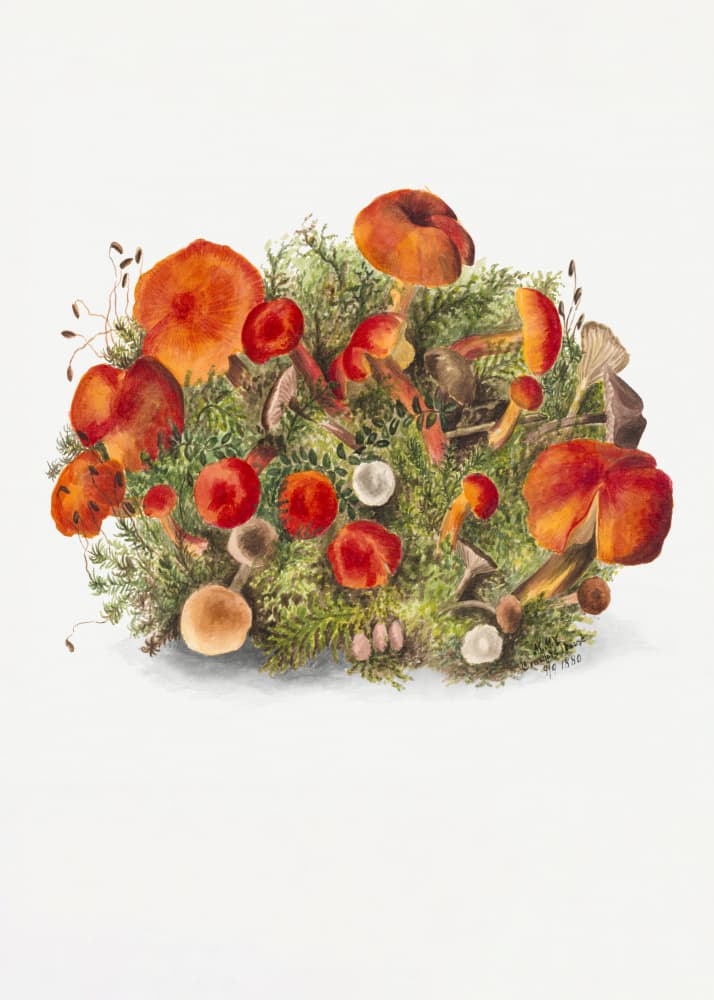 Study of Mushrooms (1880) Portrait Mode by Mary Vaux Walcott — canvas wall art